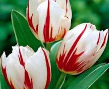 Лале striped happy generation